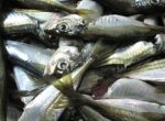 Šiaulių rajone statoma žuvies perdirbimo gamykla